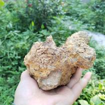 Chinese medicinal materials ginger stone raw ginger stone sand ginger stone oyster stone