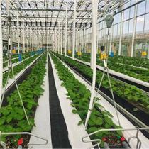 New soilless cultivation trough elevated three-dimensional planting flower planting strawberry aerial lift planting greenhouse box trough vegetables