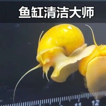 Golden snail quality freshwater snail fish tank tool snail algae removal snail eats fish feces turtle feces wipes glass eats moss