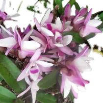 Rare Guilin Dendrobium rarer than Huoshan Dendrobium native species Chlorophytum Fengdou non-dendrobium orchid