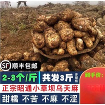 Yunnan Zhaotong fresh gastrodia elata total 3 pounds imitation wild 1500g Xiaocaoba freshly dug live non-dry goods package