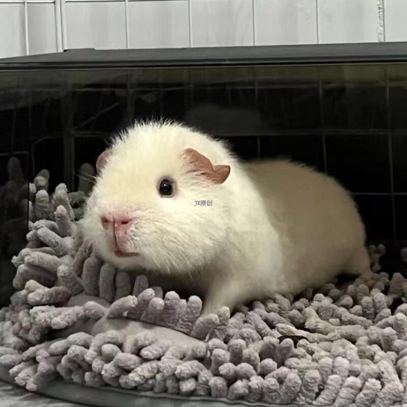 超萌泰国小香猪宠物猪🌿家养宠物首选粉猪幼崽🎀-香猪-淘宝好物网