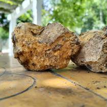 Ginger stone powder ginger stone sand ginger root oyster cracked ginger stone