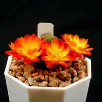 Xianrenqiugou Baoshan is an orange-yellow compound color. Flame Valley Baoshan has a ditch. Baoshan 10910 L0389