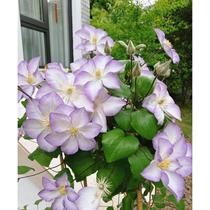 Clematis Lucky Charm