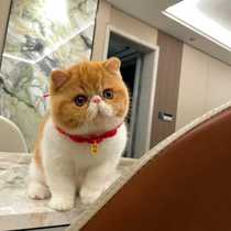 Purebred red tabby Garfield live cub with big bun face Persian cat racing grade red and white Garfield pet cat