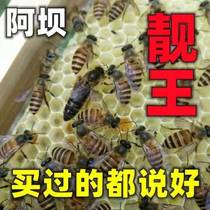 King of species black crow shrimp red simulation bird waist and legs Chinese middle-aged and elderly hunting and breeding bee breeding seedlings bumble bee