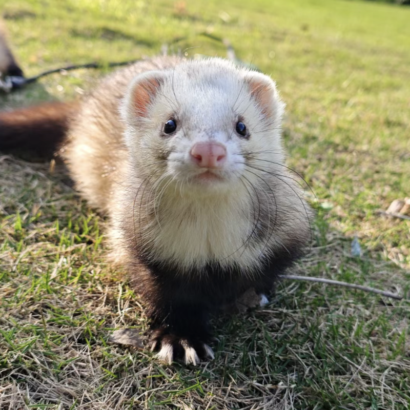 安格鲁宠物雪貂：走进雪貂的世界