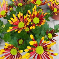 Fireworks chrysanthemum shipped with buds Dutch chrysanthemum potted plant blooms in all seasons large chrysanthemum striped flowers easy to grow outdoors on the balcony