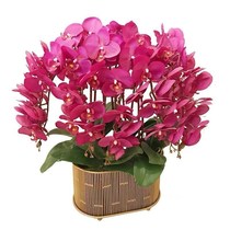 Double flower sword butterfly orchid potted orchid seedling with flower sword and flower buds blooms in all seasons. Indoor flowers are easy to grow and survive.