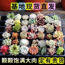 Succulent green plants small potted plants large good-nurturing succulents indoor old piles colorful Yunnan special flowers