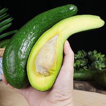 Long avocado rare tropical fruit fresh seasonal Big Mac Vietnamese variety Hass avocado baby food supplement