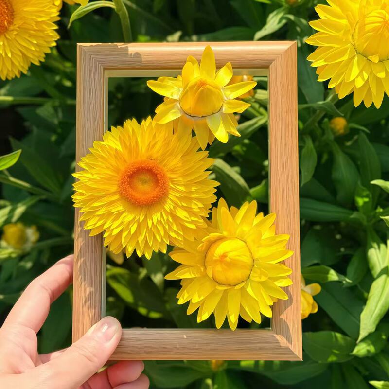 Exchange Spring~ Arc-Shaped Wooden 6inch Frame Spring Green Plant Flower Photo Prop Creative Photography Hollow-Out Picture Frame