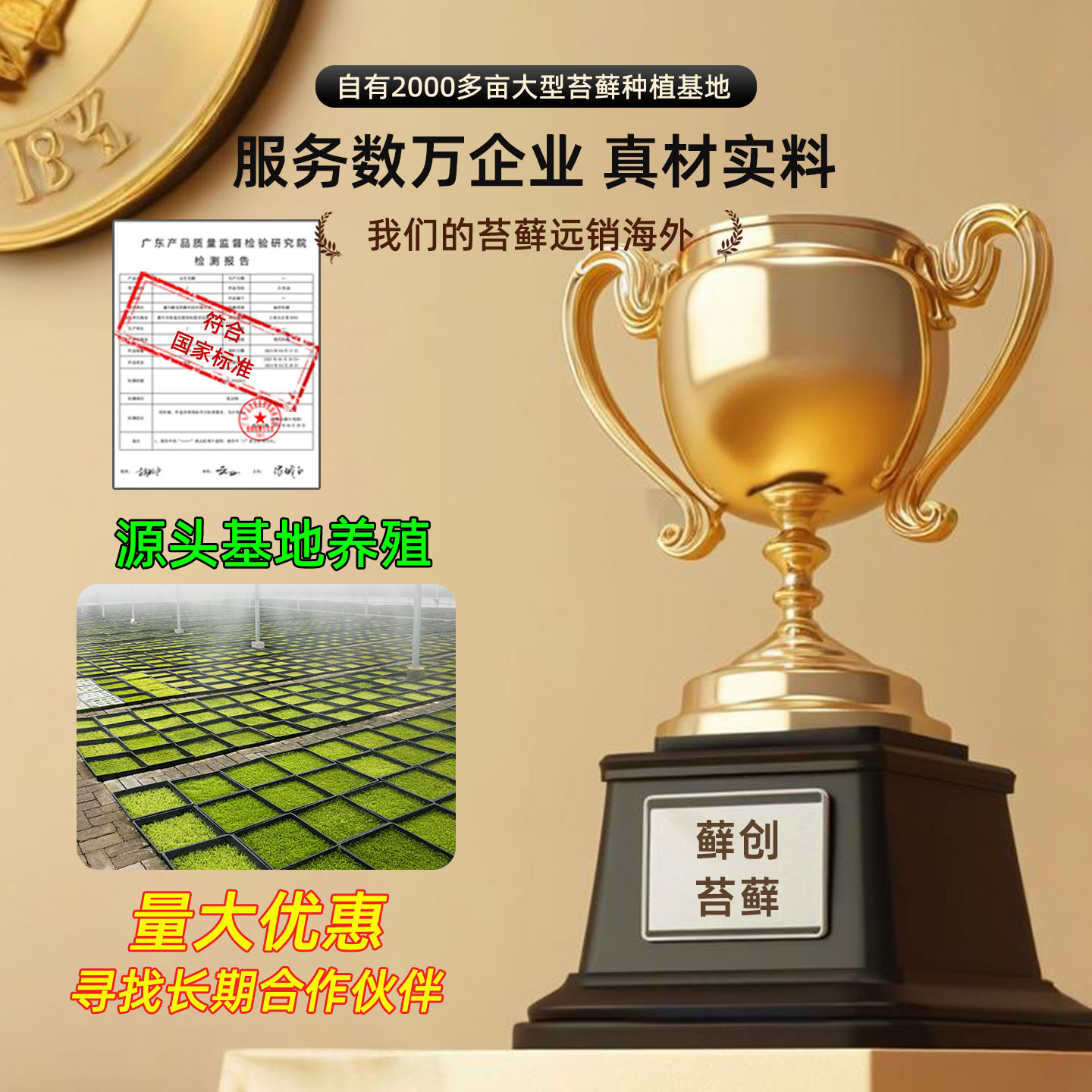 【不活包赔】大羽藓:为水陆雨林缸注入鲜活生命力