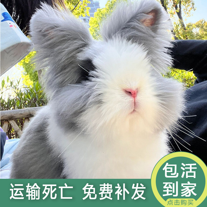 荷兰侏儒兔:最适合家庭的迷你兔子选择?-兔-淘宝百科网