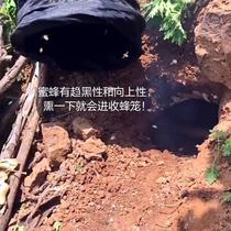 Bee collection cage dragon cloth bag bamboo bee collection tool Bee peak beekeeping tool complete set of bee collection and luring tools