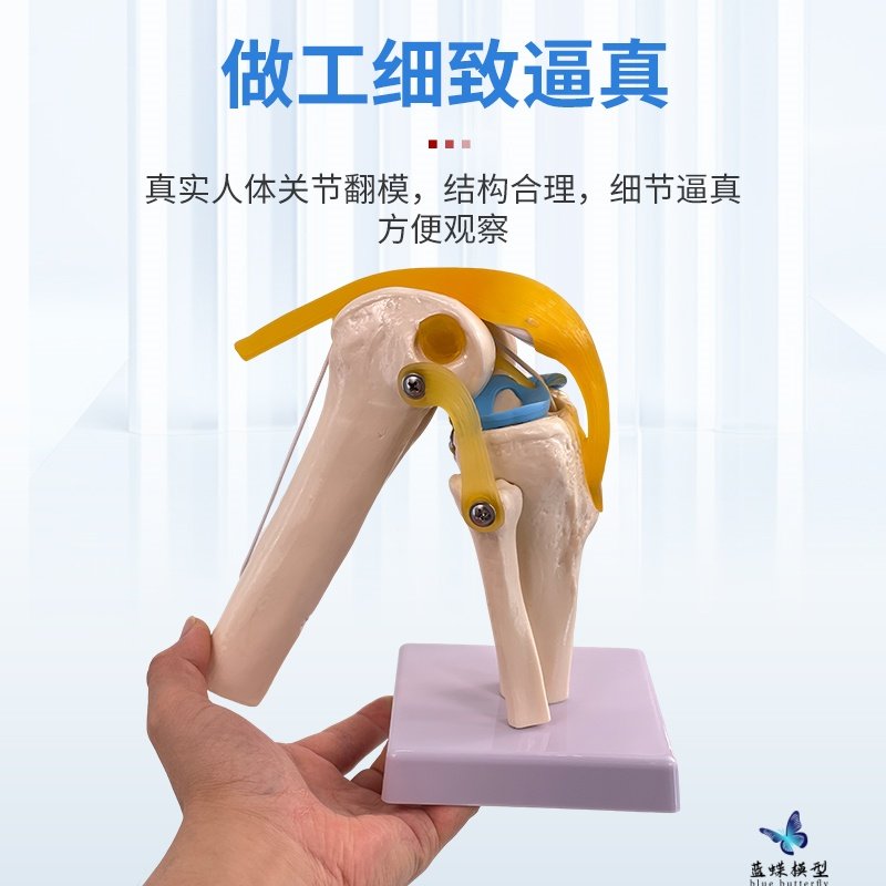 Human Knee Joint Model, Shoulder Joint, Elbow Joint, Hand Joint, Foot Joint, Hip Joint Model, 1:1 Skeleton Model
