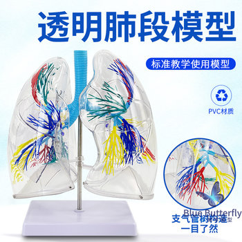 Transparent Lung Segment Model Lung Anatomy Bronchial Tree Thoracic Surgery Respiratory Department Model Specimen Human Lung Model