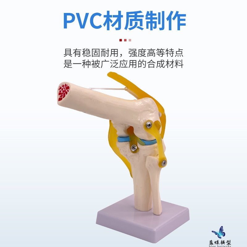 Human Knee Joint Model, Shoulder Joint, Elbow Joint, Hand Joint, Foot Joint, Hip Joint Model, 1:1 Skeleton Model