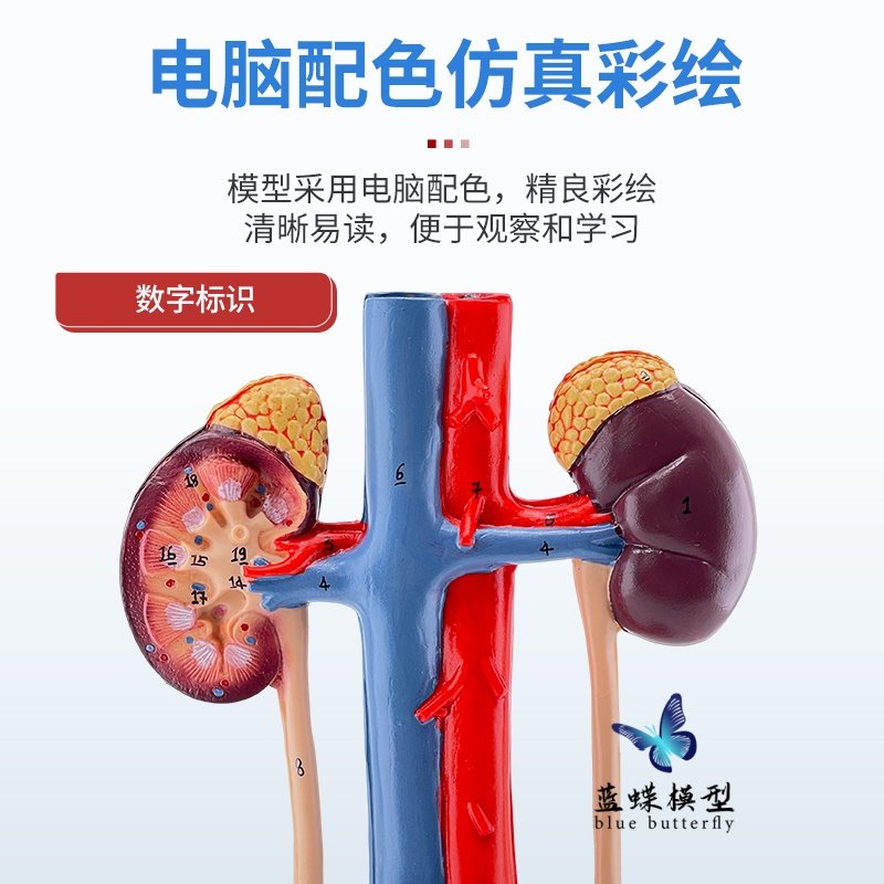 Three-Dimensional Human Urinary System Model Ureter Bladder Urethra Medical Reproductive System Kidney Anatomy Model