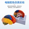Medical Human Brain Anatomy Model Hemisphere Brainstem Brain Chamber Interbrain Cerebellum Model Neurology Brain Science Teaching Aids