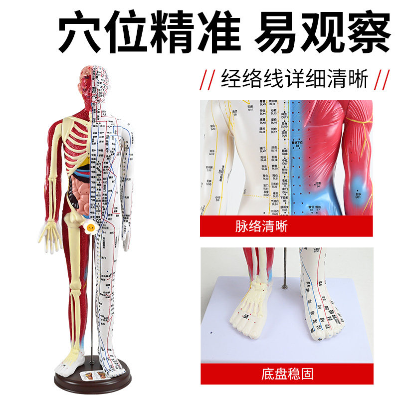 60cm Half-Skin Half-Muscle Anatomical Acupuncture Model with Engraved Human Body Acupuncture Points, Ultra-High Definition, for Acupuncture and Massage Teaching