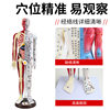 60cm Half-Skin Half-Muscle Anatomical Acupuncture Model with Engraved Human Body Acupuncture Points, Ultra-High Definition, for Acupuncture and Massage Teaching