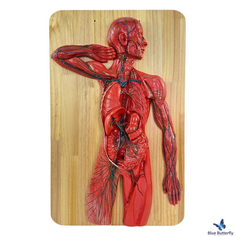 Human Nervous System Model Central Spinal Cord Circulatory System Urinary System Digestive System Endocrine System