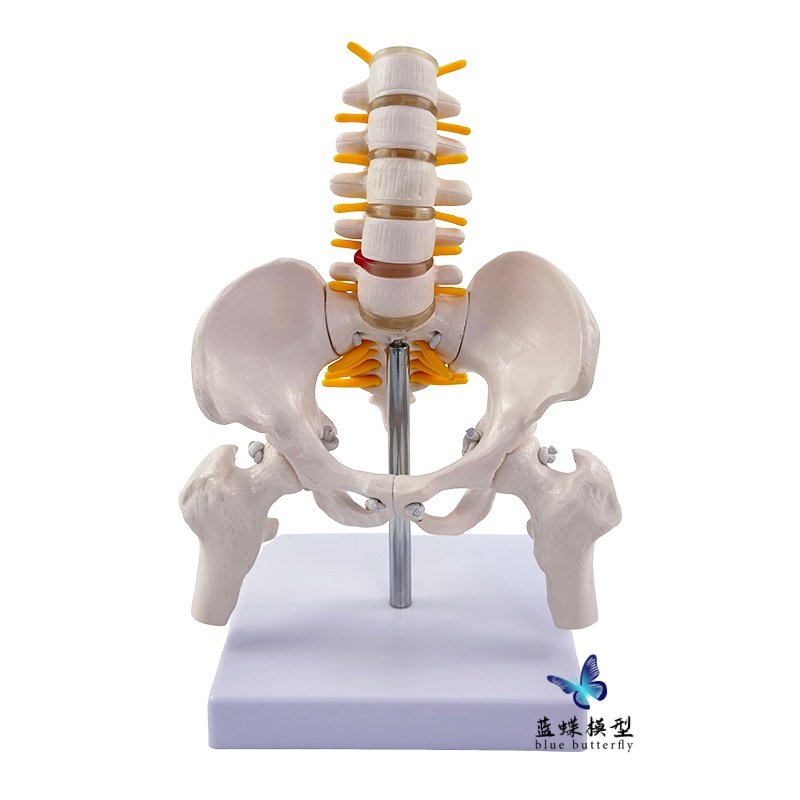 Dynamic Mini Lumbar Pelvic Model with Movable Joints, Human Skeleton, Small Female Spine, Sacroiliac Teaching Skeleton