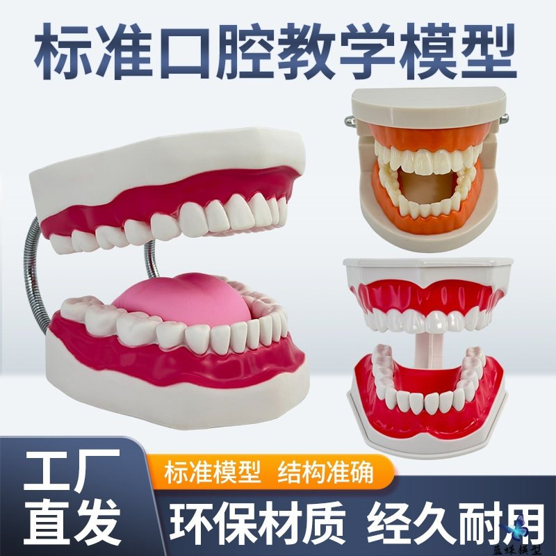 儿童早教刷牙模型两倍 幼儿园口腔教学牙齿模型 教具大号仿真牙模