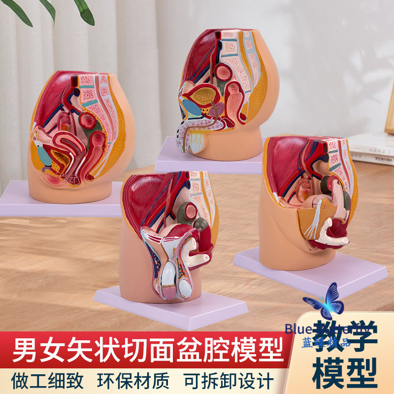 盆腔模型女性矢状解剖模型生殖系统骨盆切面器官系统教学模型医学
