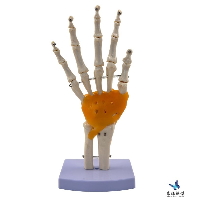 Human Knee Joint Model, Shoulder Joint, Elbow Joint, Hand Joint, Foot Joint, Hip Joint Model, 1:1 Skeleton Model
