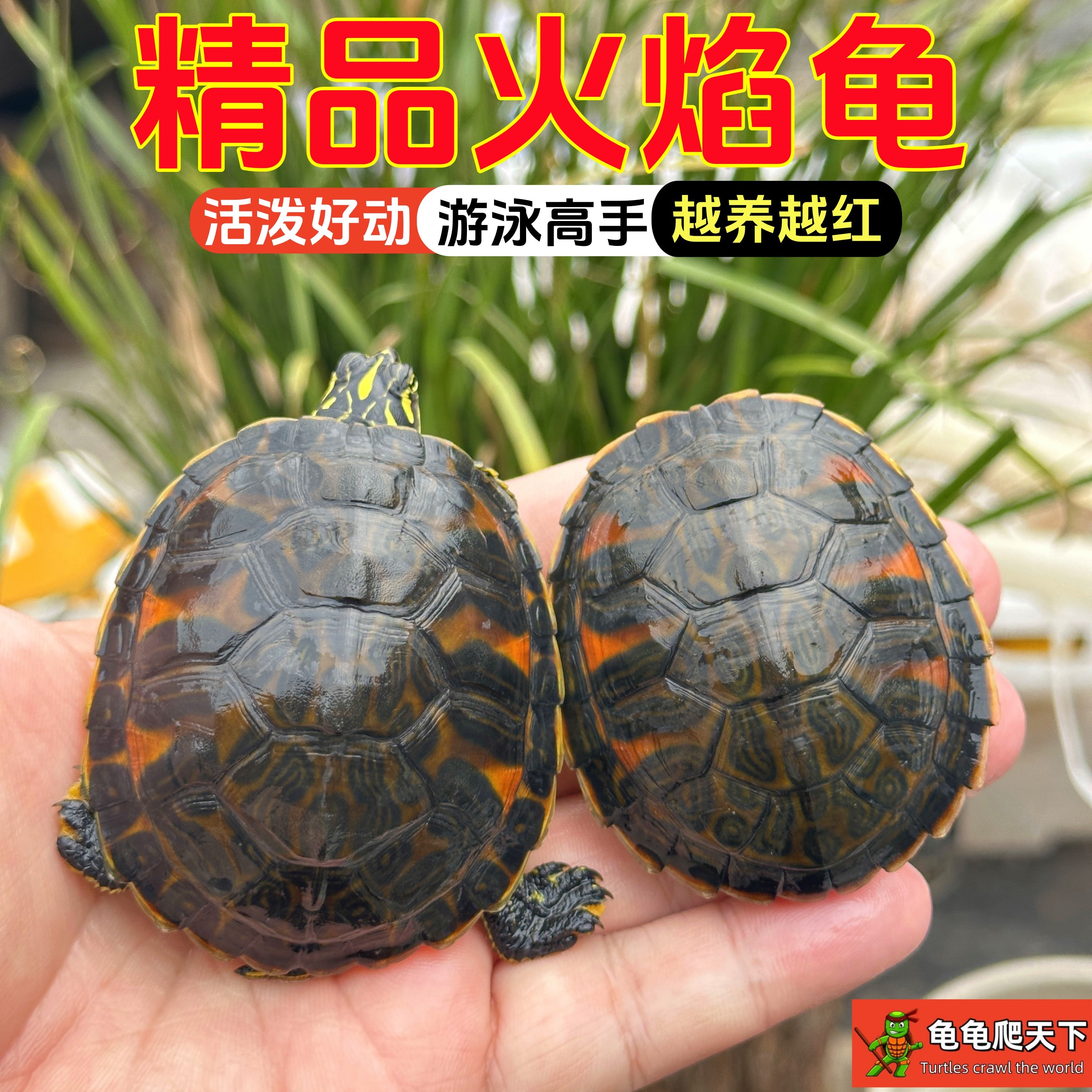 🔥 火焰龟苗活体,萌翻你的深水鱼缸!红腹火焰龟混养指南来啦!-龟-淘宝好物网