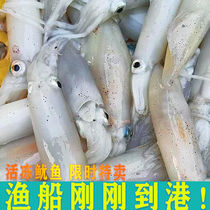 Guangxi Beihai Pen Tube Sea Rabbit Frozen Fresh Deep Sea Frozen Small Squid Hot Pot Fresh Seafood Small Tube
