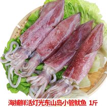Fujian seafood squid small squid pen tube fish sea rabbit aquatic fresh Dongshan Island Internet celebrity live frozen light tube
