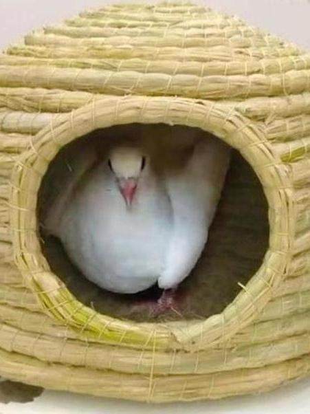 Pigeon Nest, Pigeon Nest, Pigeon Nest, Special Quail, Black Phoenix Bird Nest, Parrot Nest, Warm Bird's Nest, Egg-Laying Grass Nest
