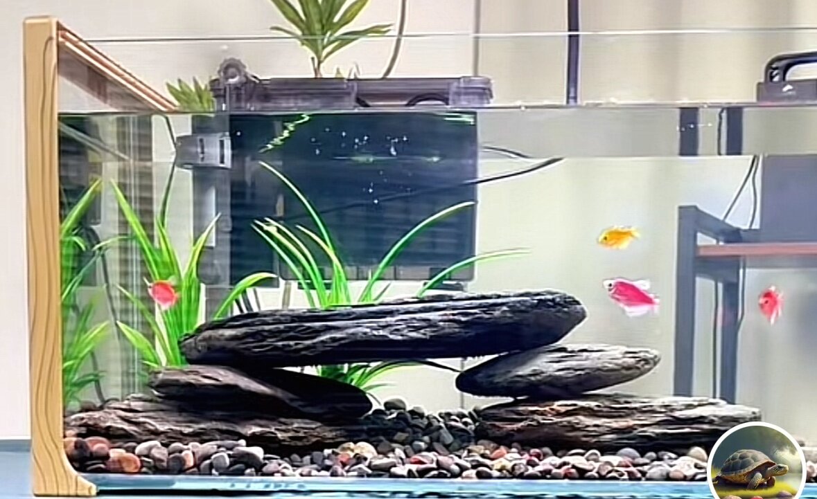 二娃水族俱乐部