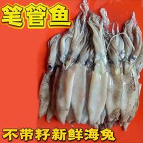 No seed pen tube fish wild pen tube fresh seafood pen tube octopus sea rabbit seed black squid baby eats calcium supplement