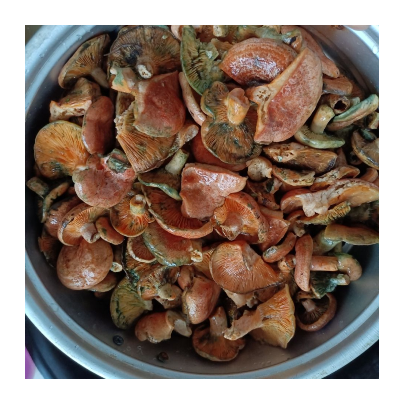 野生松菌,松乳菇干品当季,寒菌,谷熟菌,枞树菌,九月香官方旗舰店