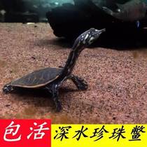 Baby turtle hatching care rare Chinese tortoise Grande Pearl Fengyuan gold red-bellied small pet simulation