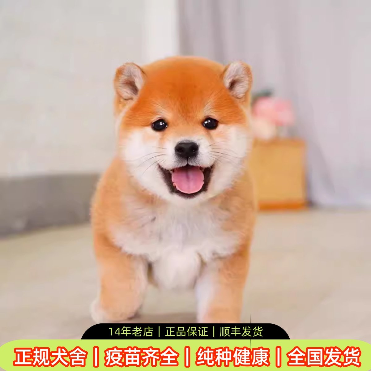日本纯种柴犬幼犬，你的理想家庭伙伴吗？-狗狗-淘宝好物网