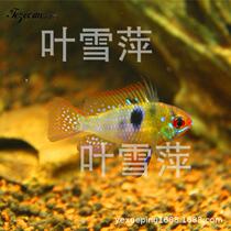 Fishing Ground 2 5-3 5 Dutch Phoenix Fish Short Snapper Tropical Ornamental Fish Fishing Ground Lots of Candlestick Tropical Fish