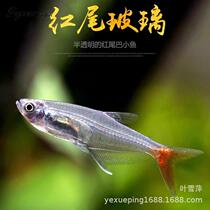 Red tail crystal fish live small transparent fish freshwater group swimming grass tank fish tropical fish ornamental fish fishery candle holder