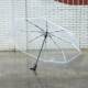 Transparent Umbrella, Good Quality, Korean Transparent Umbrella, Foldable, Automatic Opening and Closing, Forest Style, 70% off Models, for Men and Women, Students, Couples, Sunny Weather