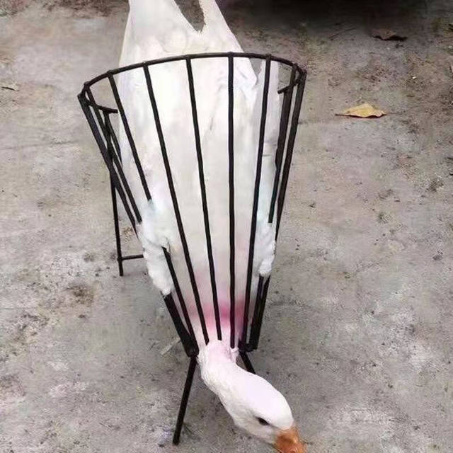 Chicken, Duck, and Goose Slaughtering Tool, Bloodletting Chicken Killing Stand, Fixed Stand, Specialized Tool, Easy to Operate, Lightweight, Complete Set of Chicken Slaughtering Tools