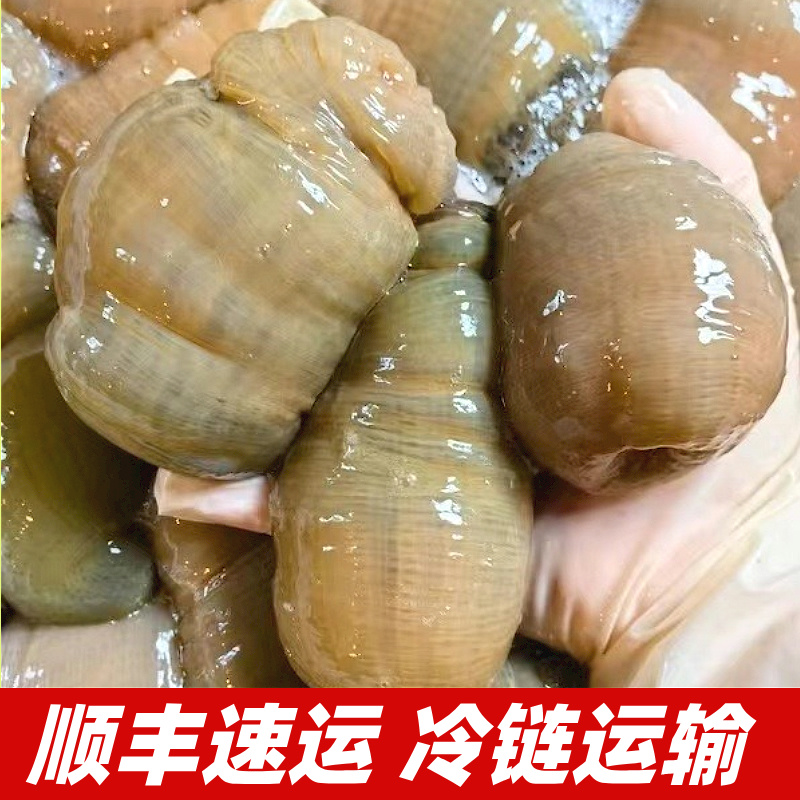 舟山野生岩蒜海葵沙蒜1斤值不值得买？真相揭秘！