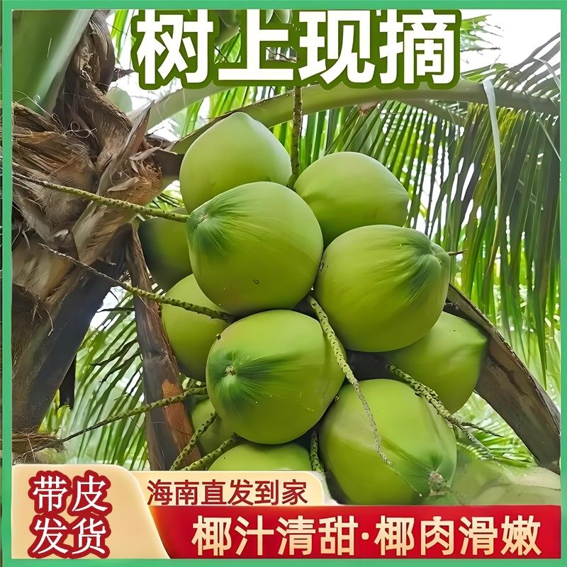 海南正宗纯天然椰果孕妇直发,新鲜椰子带皮椰青果选购攻略2026版-椰青-淘宝百科网