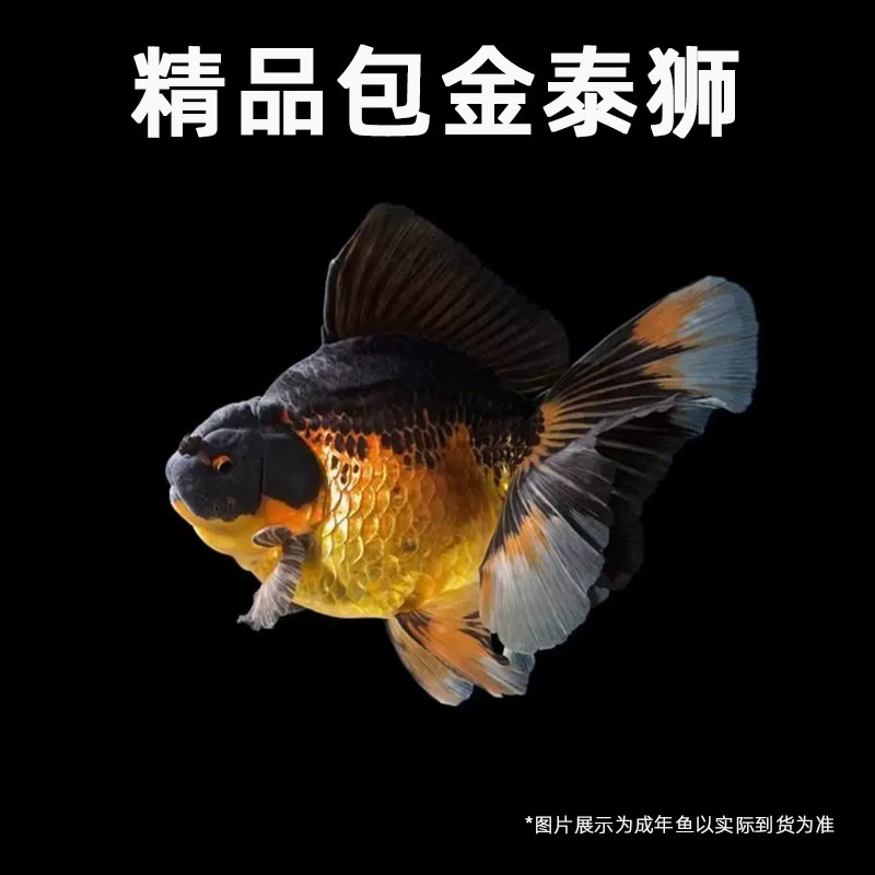 🌟国粹级观赏鱼 - 泰狮金鱼兰寿金鱼观赏体验 🐟-螺-淘宝好物网