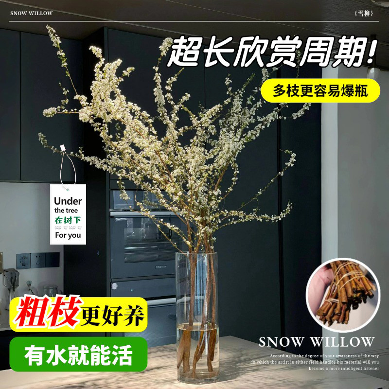 雪柳&龙柳：室内水培花卉的梦幻组合，打造你的绿色氧吧！-百变造型香皂-淘宝百科网