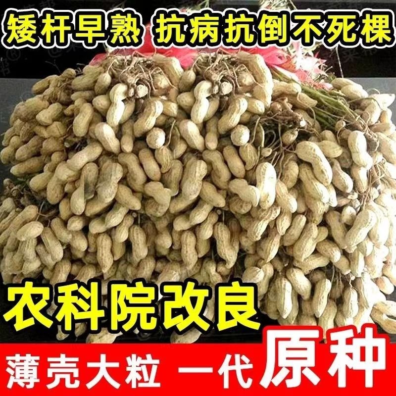 农科院高产花生种子鲁花8号!早熟抗旱+薄壳大颗粒,种地人狂喜!-粮油-淘宝好物网